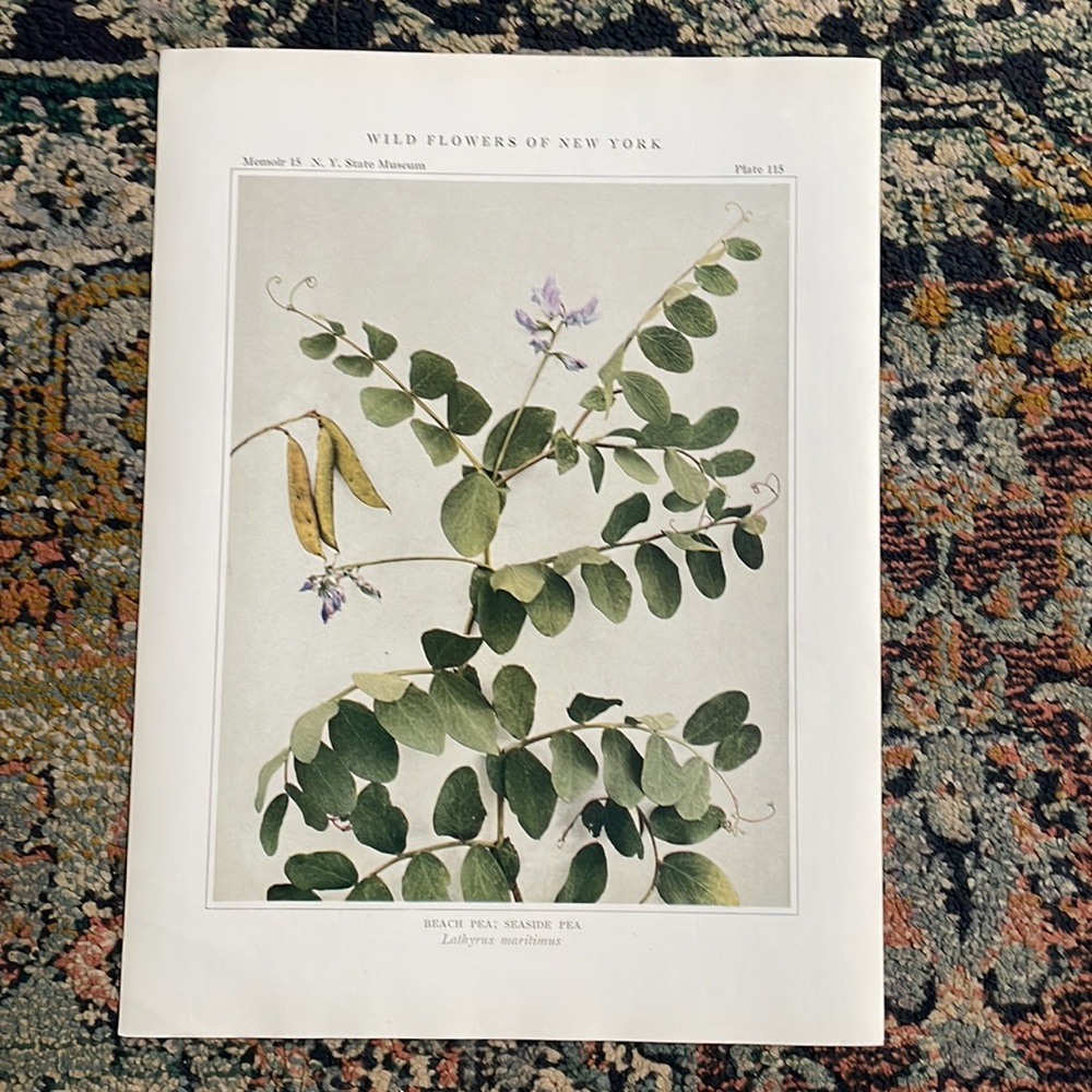 🌹FREE w/purchase Antique Botanical Plant Print Original sea side pea